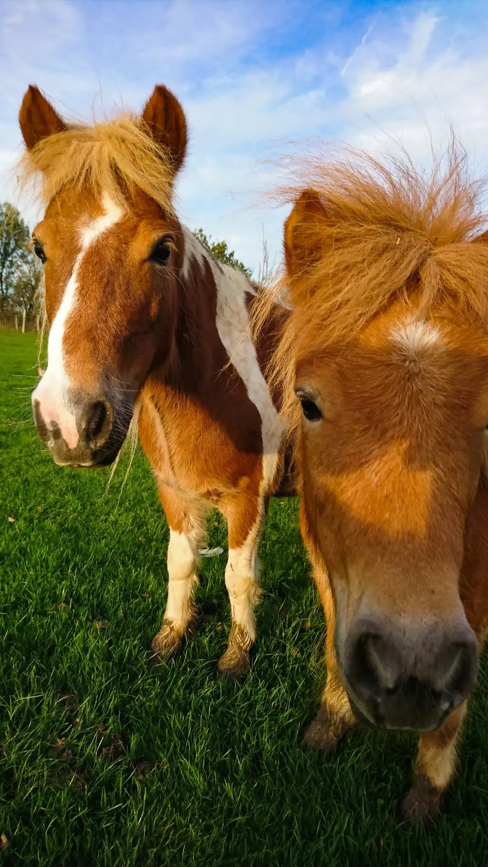 Guide de l'alimentation N°2 : Qu'est ce que mange un poney ? - FASM