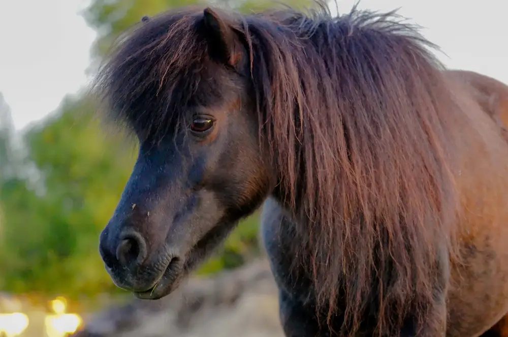 Poney Shetland : caractère, origine, santé et alimentation de ce