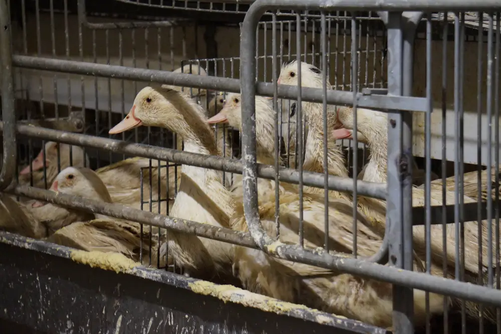 Foie gras : faute de canards, on gave les canes